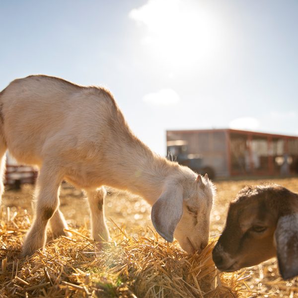 Pic_0002_Goat