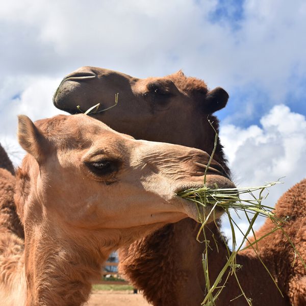 products-_0001_Sheep, Goats and Camels