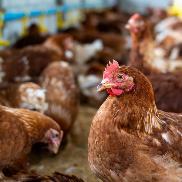 products-_0003_Poultry