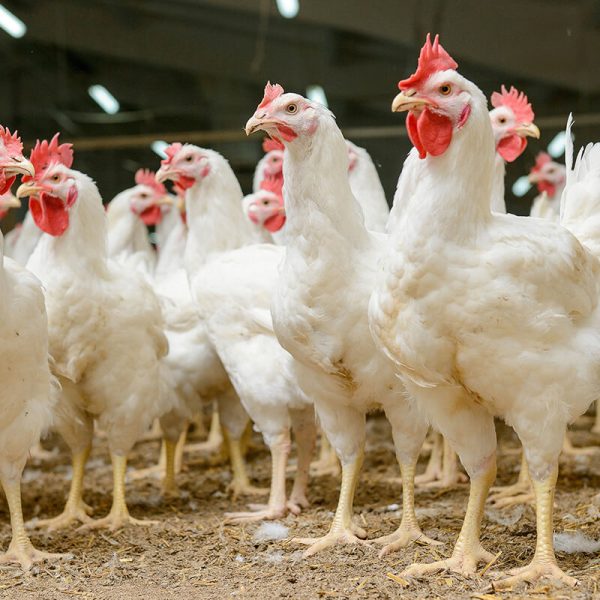 products-_0004_Poultry 2