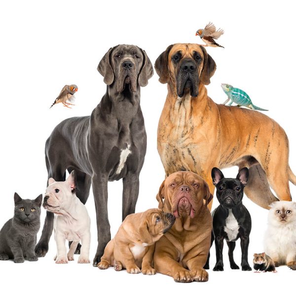 products-_0005_Pet animals