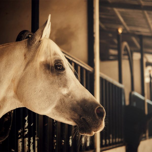 products-_0006_Equine