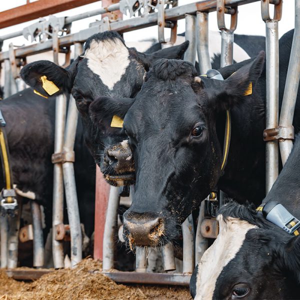 products-_0008_Beef cattle